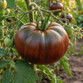 fleischtomate tomate noire de crimée schwarze krim black krim
