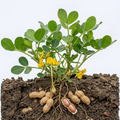 Erdnuss Arachis hypogaea