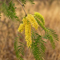 honig-mesquite neltuma glandulosa prosopsis