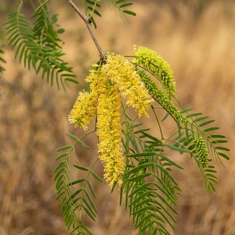 honig-mesquite neltuma glandulosa prosopsis