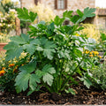italienische petersilie gigante d`italia petroselinum crispum var. neapolitanum