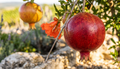granatapfel punica granatum