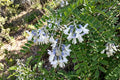 sophora davidii wickenblättriger schnurbaum davids