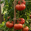 fleischtomate beefsteak