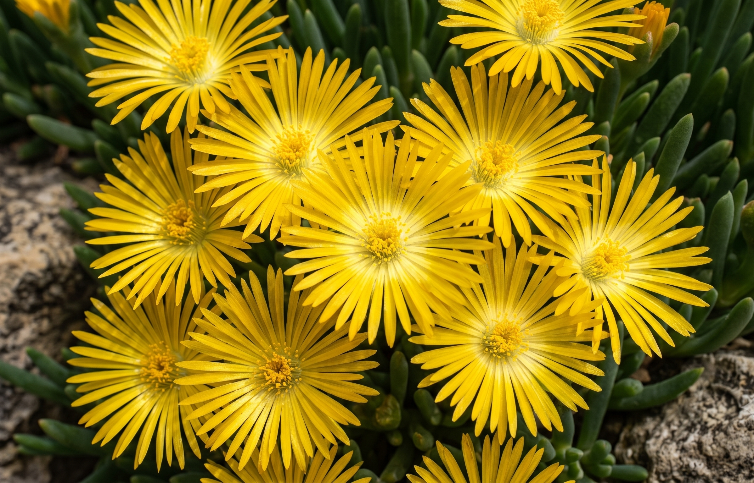 delosperma frühlingssonne