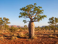 baob australischer affenbrotbaum adansonia gregorii