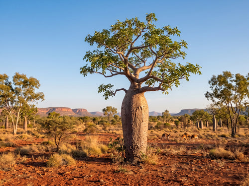 baob australischer affenbrotbaum adansonia gregorii