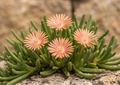 delosperma mittagsblume Kelaidis