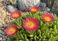 delosperma kupferstern