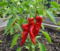 Paprika Dulce Italiano