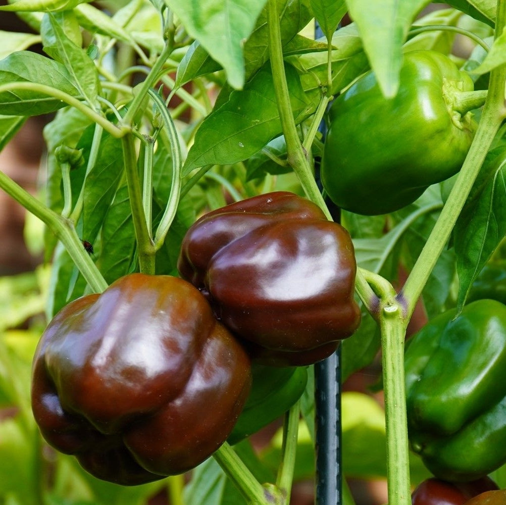 Paprika Sweet Chocolate