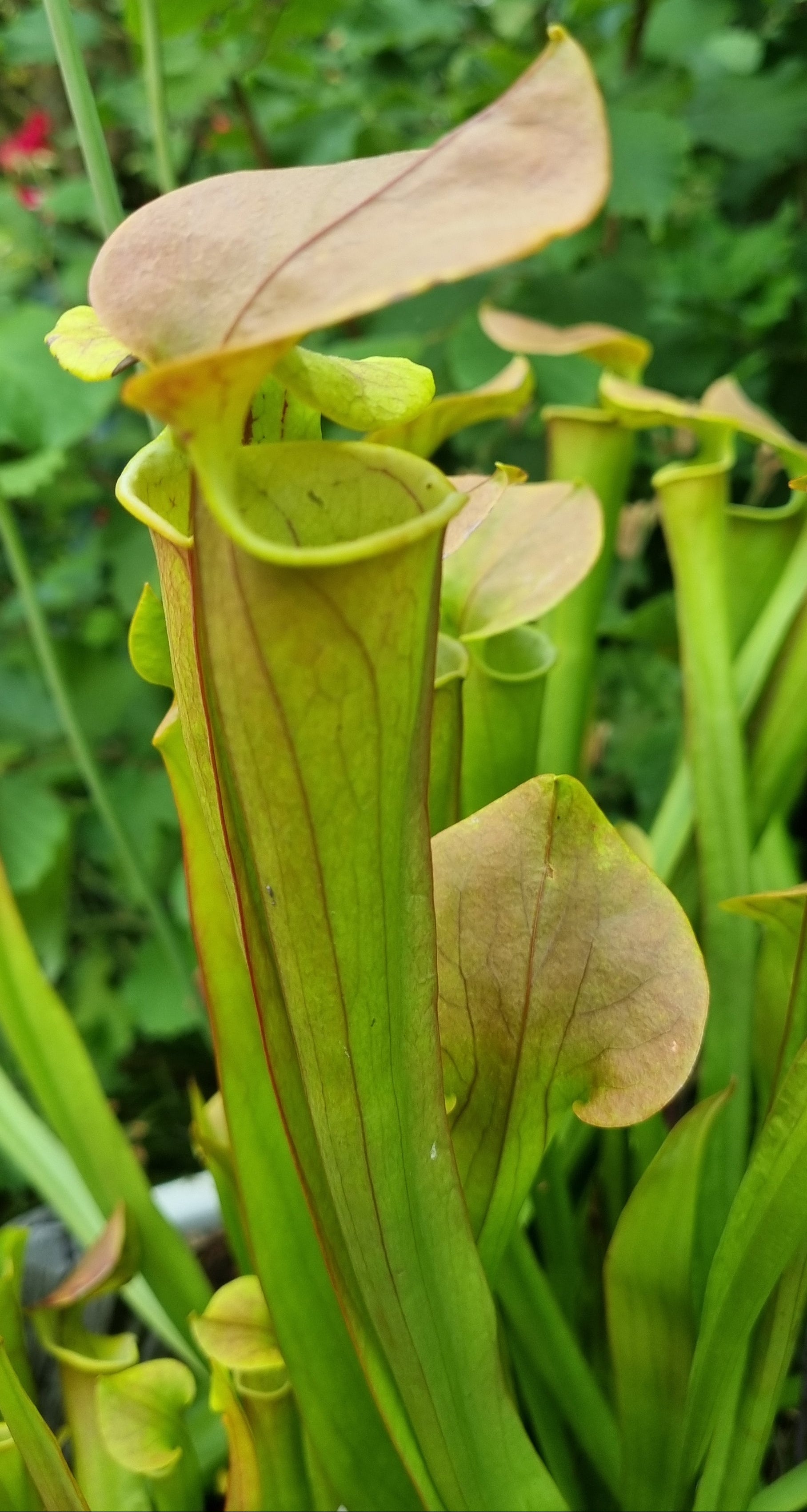 Schlauchpflanze Sarracenia