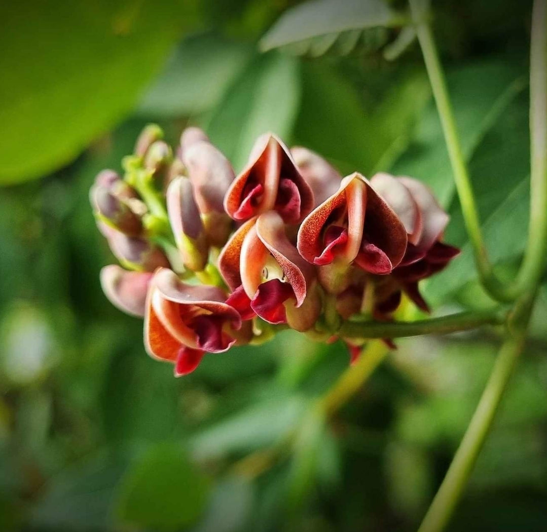 Erdbirne Apios americana Blüten
