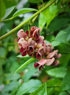 Erdbirne Apios americana Blüten