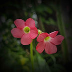 Glücksklee Iron Cross Blüte