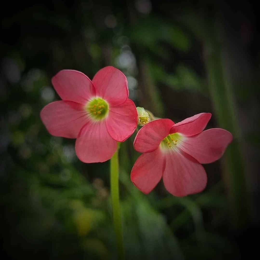 Glücksklee Iron Cross Blüte