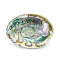 abalone muschel schale