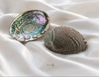 abalone muschel natur schale räuchern