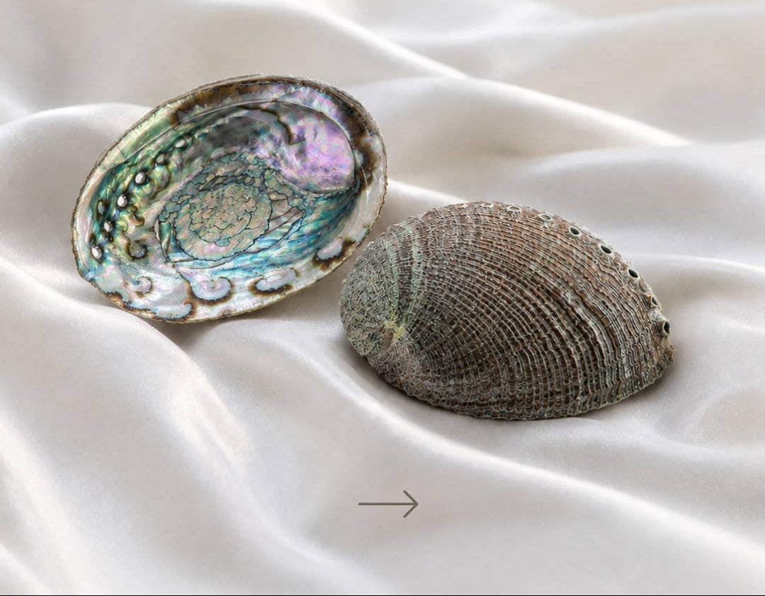 abalone muschel natur schale räuchern