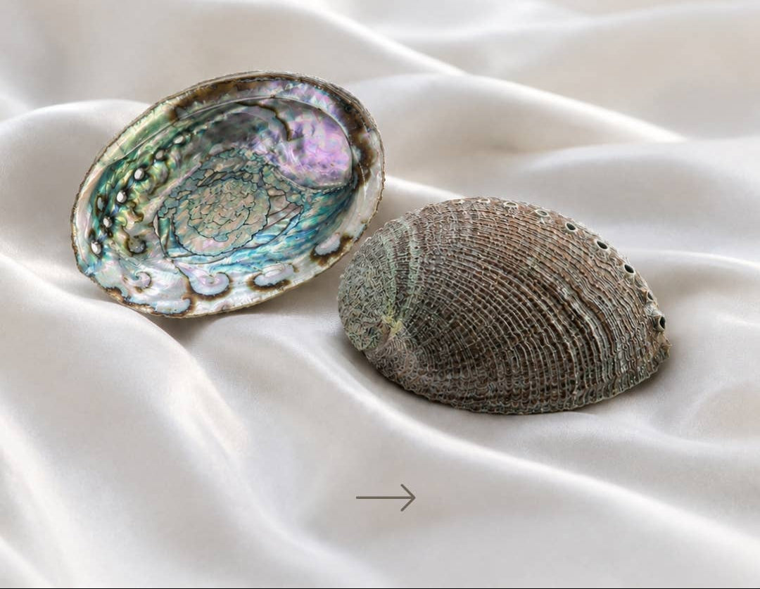 abalone muschel schale