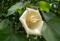balsabaum ochroma pyramidale balsaholz