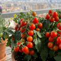 Balkon Tomate Bajaja
