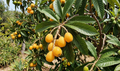 jaoanische wollmispel nispero eriobotrya japonicum