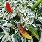 Fish Pepper Chili