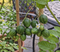 tzimbalo wilde pepino solanum caripense