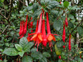 fuchsia vulcanica vulkan fuchsie wildart