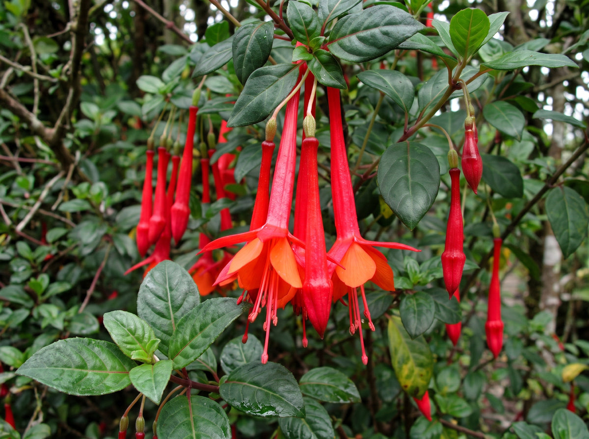 fuchsia vulcanica vulkan fuchsie wildart