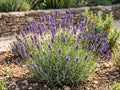 echter lavendel lavandula angustifolia