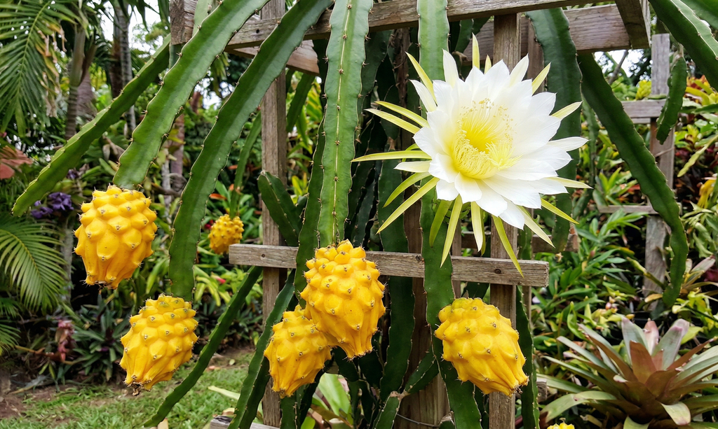 gelbe drachenfrucht selenicereus megalanthus frucht blüte