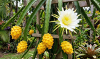 gelbe drachenfrucht selenicereus megalanthus frucht blüte