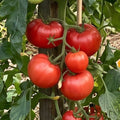 tomate merveille des marches