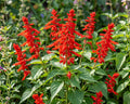 scharlachroter salbei salvia coccinea