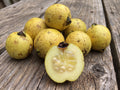 costa rica guave cas psidium friedrichsthalianum