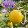 solanum melongena ssp. cumingii wilde aubergine
