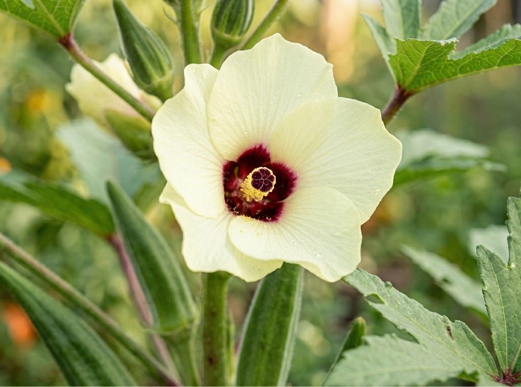 okra abelmoschus esculentus blüte