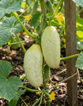 Gurke Gelber Würzer