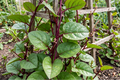 roter malabarspinat basella alba rubra