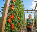 tomate himmelsstürmer