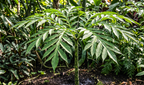 amorphophallus konjak