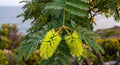 paraserianthes lophanta cape leeuvin akazie feder-akazie