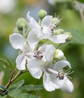 virginiamalve sida hermaphrodita