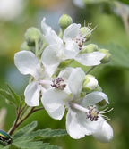 virginiamalve sida hermaphrodita