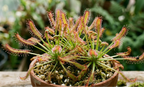 kap-sonnentau drosera capensis