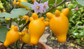 solanum mammousum kuheuterpflanze