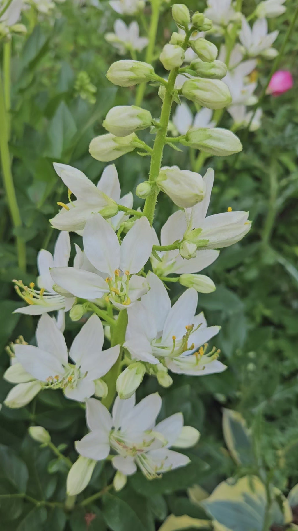 weißer diphtam brennender busch dictamnus albus albiflorus