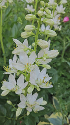 weißer diphtam brennender busch dictamnus albus albiflorus